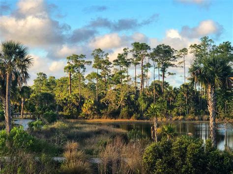 Exploring Floridas Everglades the Largest Subtropical Wilderness in America